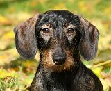 Dachshund 9Y426D-094